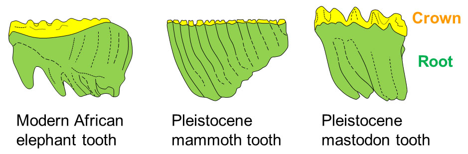General differences between modern  elephant, mammoth, and mastodon molar teeth.